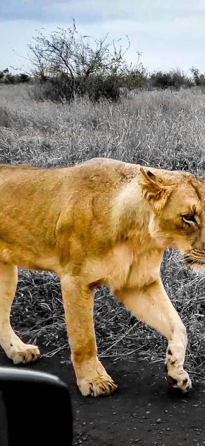 Fond d'écran iPhone African Lion Hdr