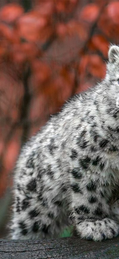 Fond d'écran iPhone Baby Snow Leopard 4k