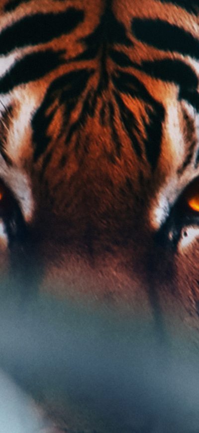Fond d'écran iPhone Tiger Face 4k