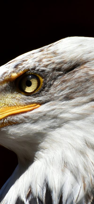 Fond d'écran iPhone Bald Eagle Adler 5k