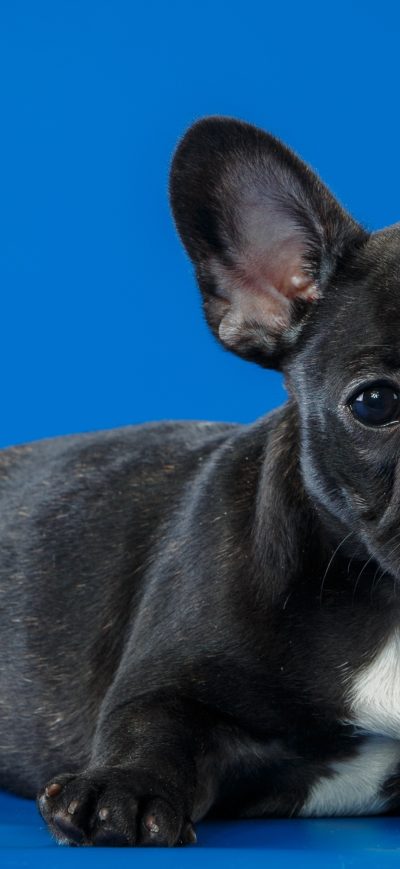Fond d'écran iPhone Black French Bulldog Cute Puppy
