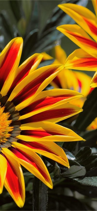 Fond d'écran Gazanias sur iPhone