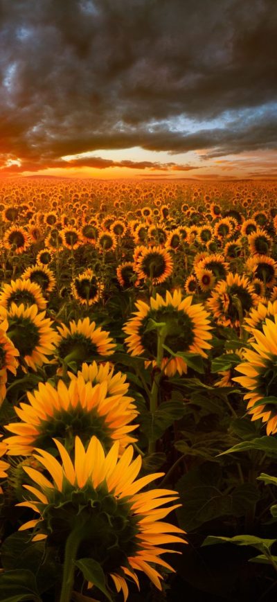 Fond d'écran iPhone Sunflower Field