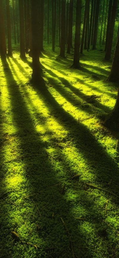 Fond d'écran iPhone Forest Trees Sunbeam