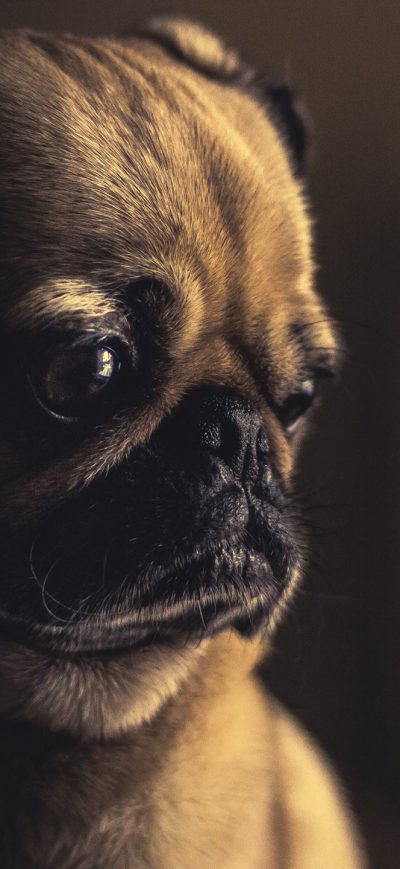 Fond d'écran iPhone Pug Sad