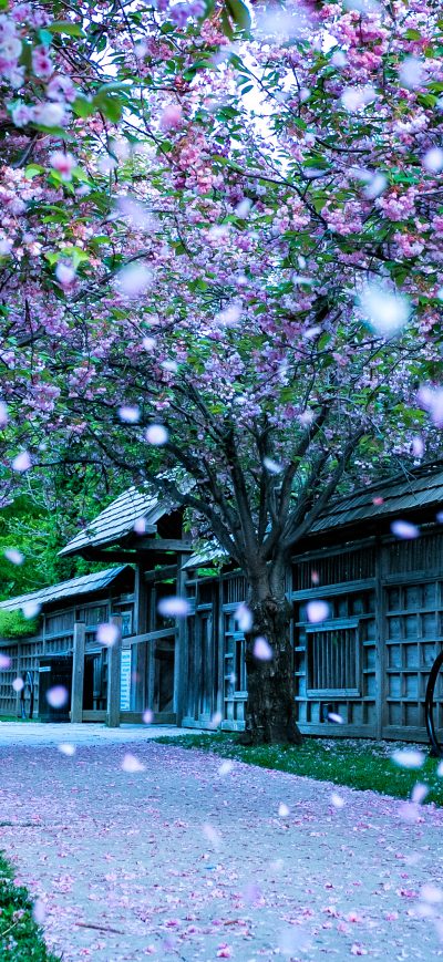 Fond d'écran iPhone Kariya Park 4k