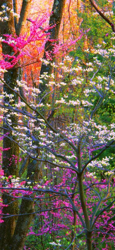 Fond d'écran iPhone Spring Forest Trees