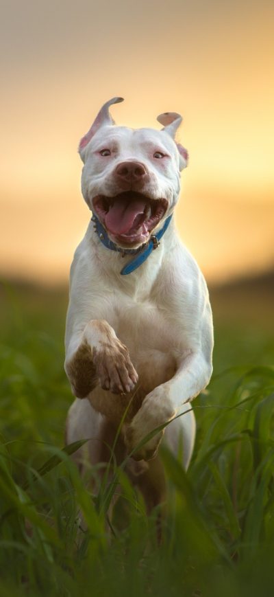 Fond d'écran iPhone Pitbull Dog Breed Running