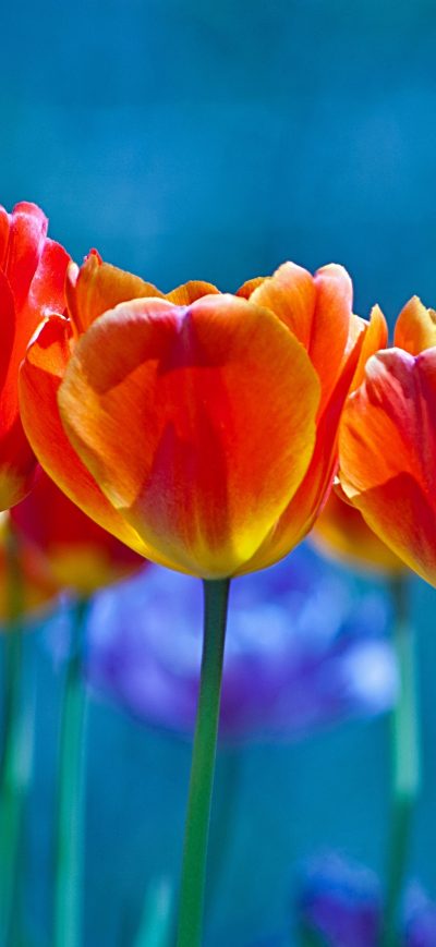 Fond d'écran iPhone Brightly Colored Tulips