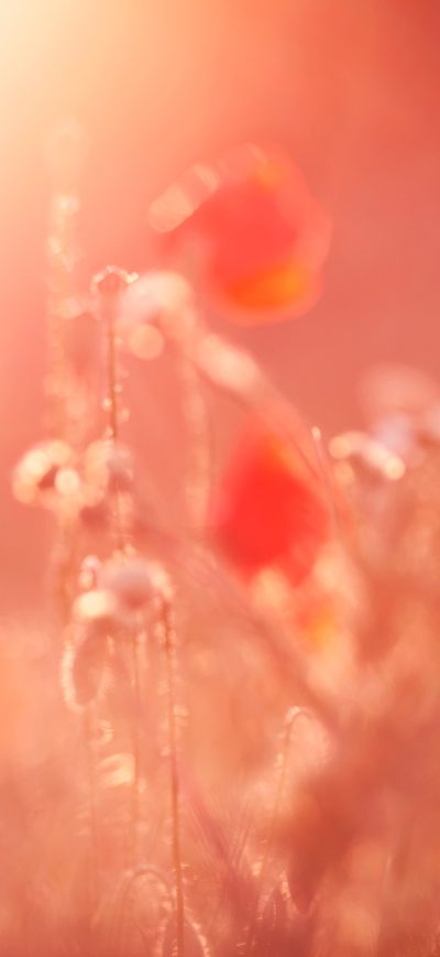 Fond d'écran iPhone Poppy Flowers