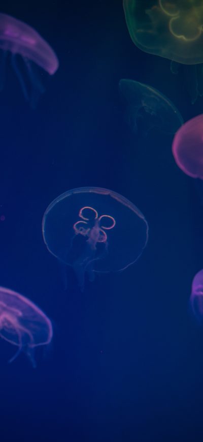 Fond d'écran iPhone Jellyfish Digital Art