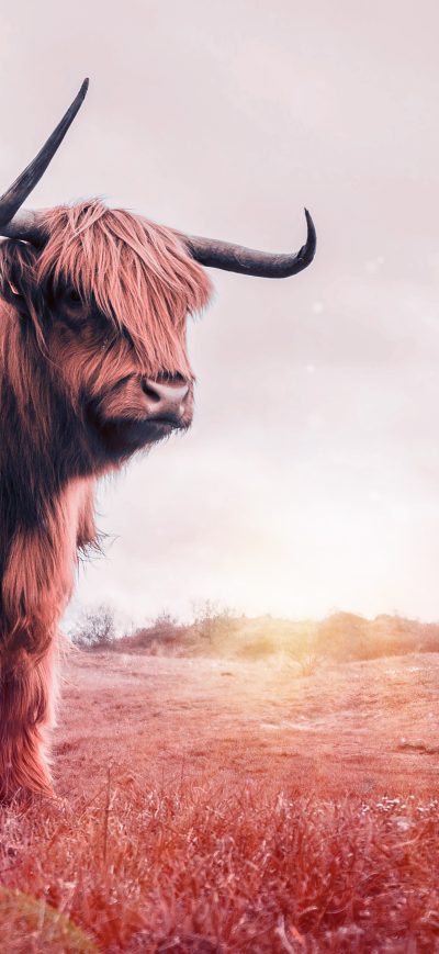 Fond d'écran iPhone Child Bull Fantasy