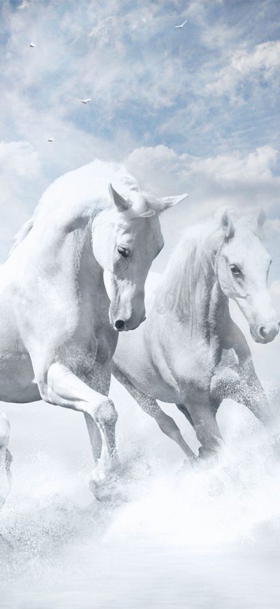 Fond d'écran iPhone White Horses HD