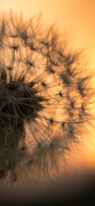 Fond d'écran iPhone Dandelion Flower 5k Macro