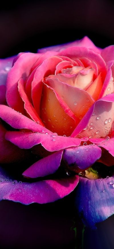 Fond d'écran Rose sur iPhone