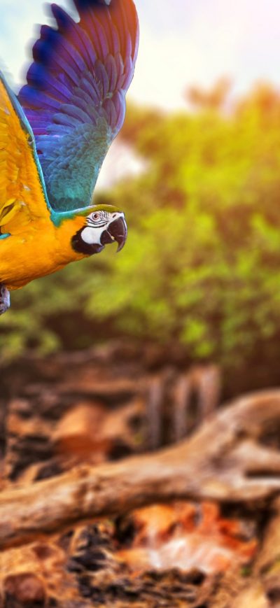 Fond d'écran iPhone Colorful Parrot 4k