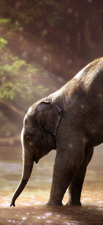 Fond d'écran iPhone Baby Elephant Drinking Water