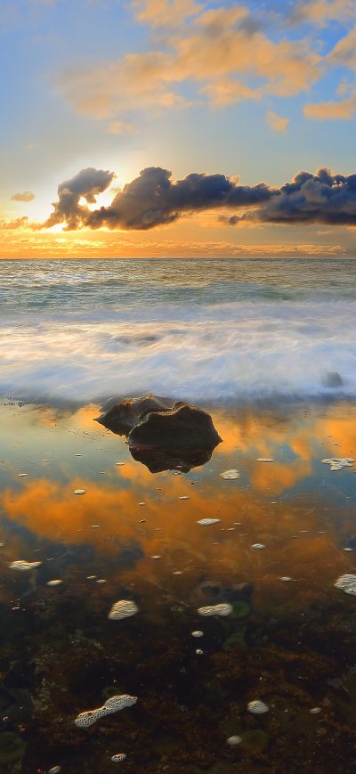 Fond d'écran iPhone Green Sea Anemones During Sunset 4k