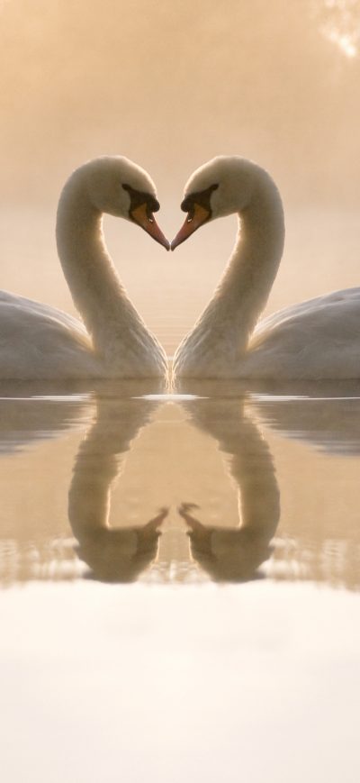 Fond d'écran iPhone Mute Swan