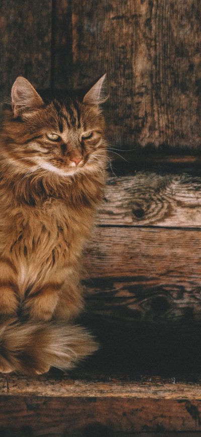 Fond d'écran Persian Cat 5k sur iPhone