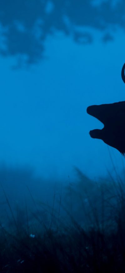 Fond d'écran Deer 4k sur iPhone