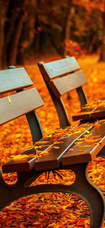 Fond d'écran iPhone Autumn Leaves Bench