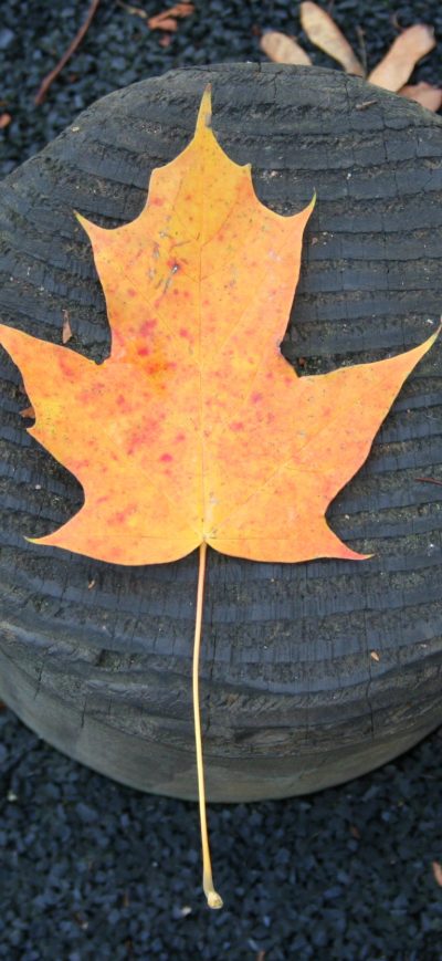 Fond d'écran iPhone Orange Tree Leaf Fall