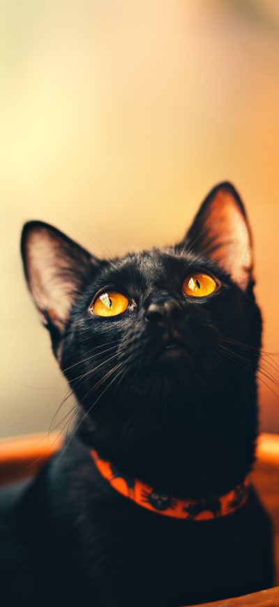 Fond d'écran Cat 5k sur iPhone