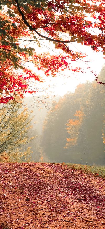 Fond d'écran iPhone Autumn Tree Fall 4k