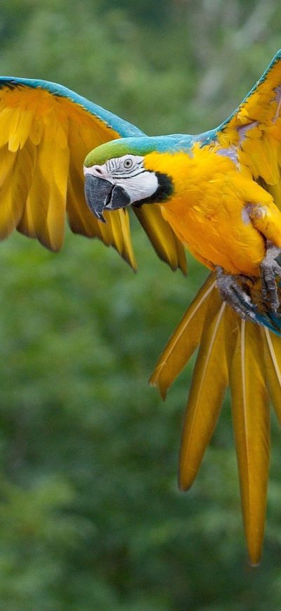 Fond d'écran iPhone Macaw Parrot