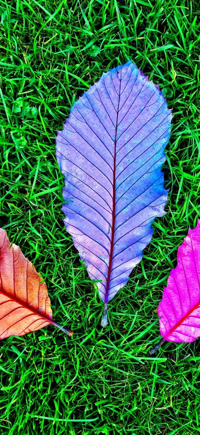 Fond d'écran iPhone Grass Fallen Colorful Leaves 5k