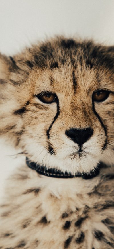 Fond d'écran iPhone Baby Cheetah 5k