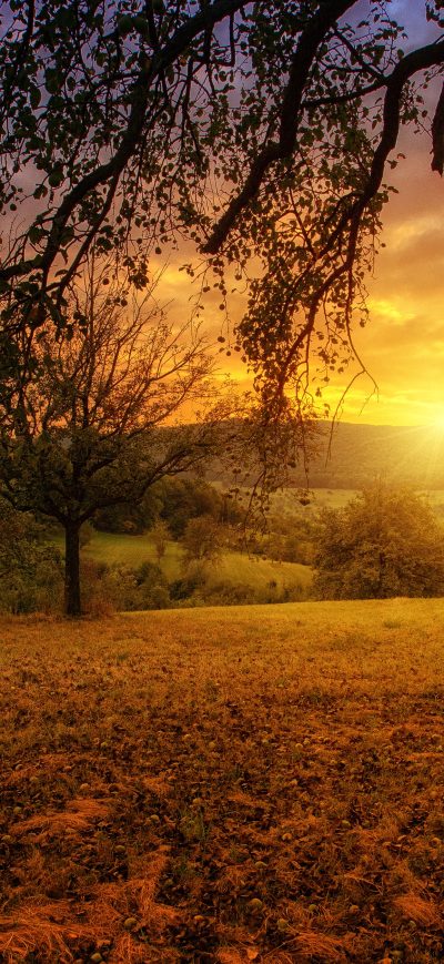 Fond d'écran iPhone Tree Sun Aesthetic Dawn Landscape Panorama