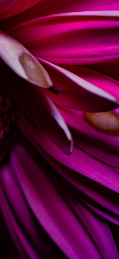 Fond d'écran iPhone Purple Petals 4k