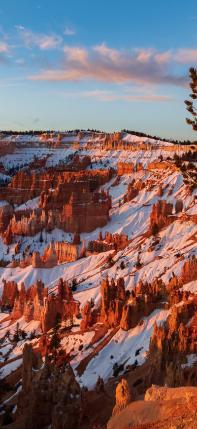 Fond d'écran iPhone Ancient Bristlecone Pine Over Bryce Canyon 8k