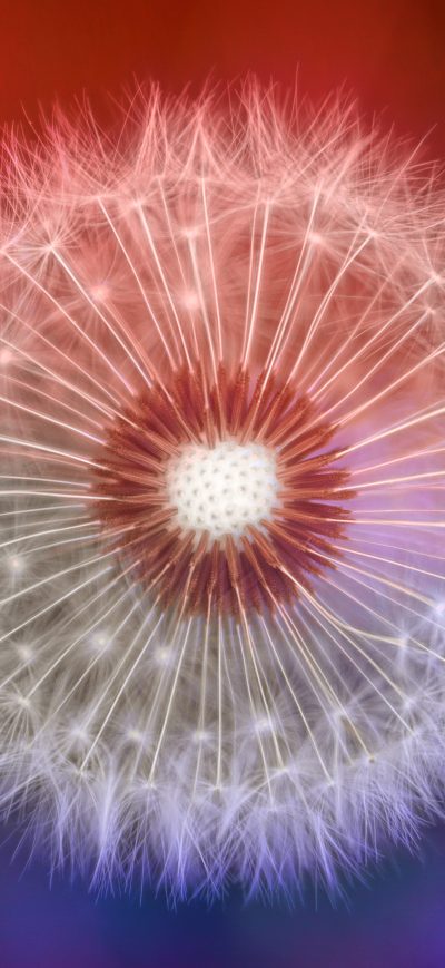 Fond d'écran iPhone Close Up Dandelions