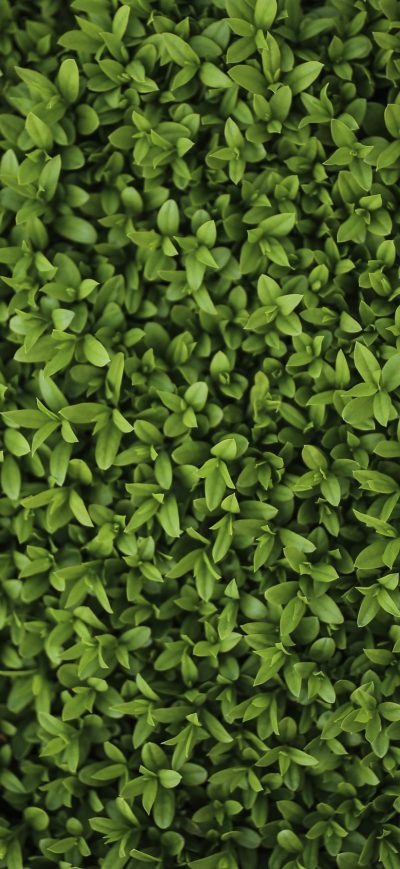 Fond d'écran iPhone Green Plants Leaves 5k