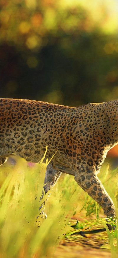 Fond d'écran iPhone Leopard Wild 4k