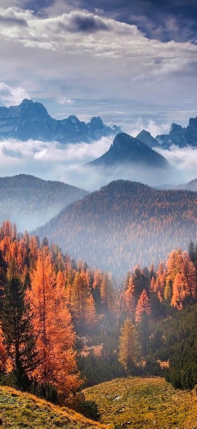 Fond d'écran iPhone Forest Landscape Clouds 4k