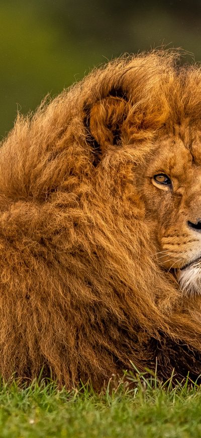 Fond d'écran iPhone Adult Lion