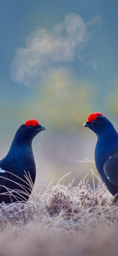 Fond d'écran iPhone Black Grouse Birds