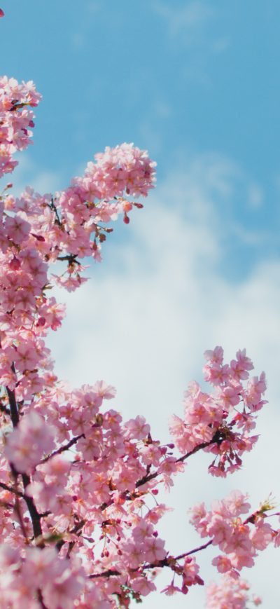 Fond d'écran iPhone Cherry Blossom Plant 4k