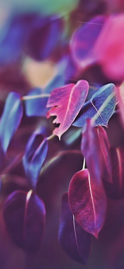 Fond d'écran iPhone Purple Leaves 2