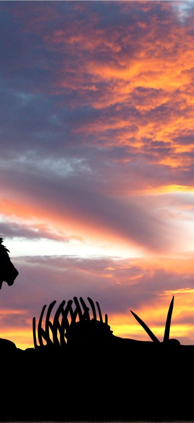 Fond d'écran iPhone Lions Africa Silhouette Sunset