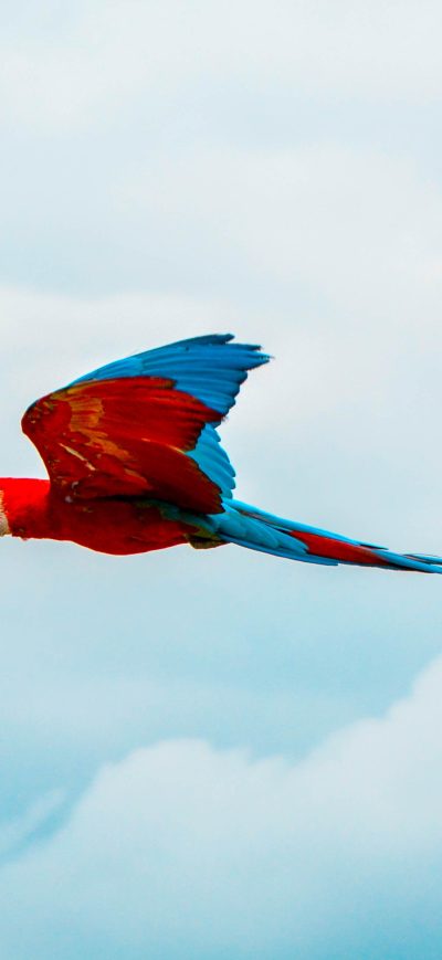 Fond d'écran iPhone Parrot Birds Flying 4k