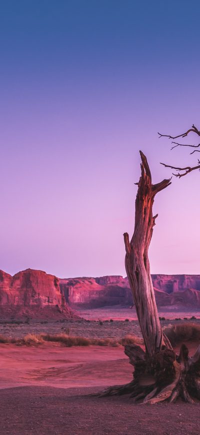 Fond d'écran iPhone Dead Trees 4k