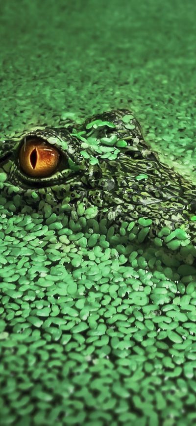Fond d'écran Crocodile sur iPhone