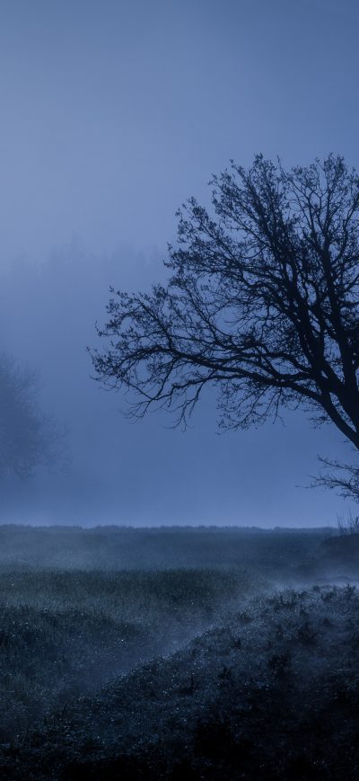 Fond d'écran iPhone Field Fog Trees Blue Weather Cold 4k 5k