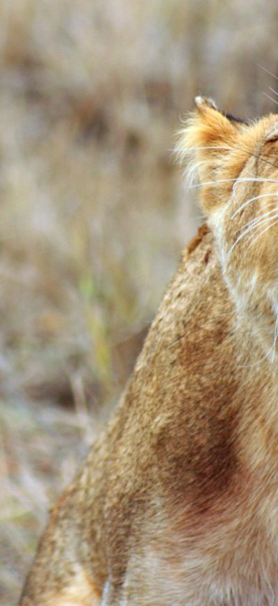 Fond d'écran iPhone Lioness Predator