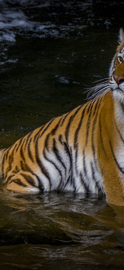 Fond d'écran iPhone Adult Tiger 4k